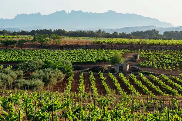 Vinos Naturales: La Revolución Sostenible